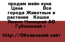 продам мейн куна › Цена ­ 15 000 - Все города Животные и растения » Кошки   . Ямало-Ненецкий АО,Губкинский г.